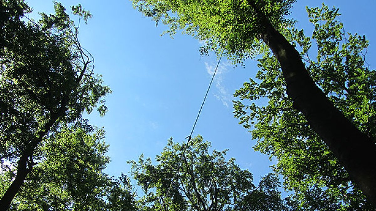 Wald im Winterlicht bei Rotenberg