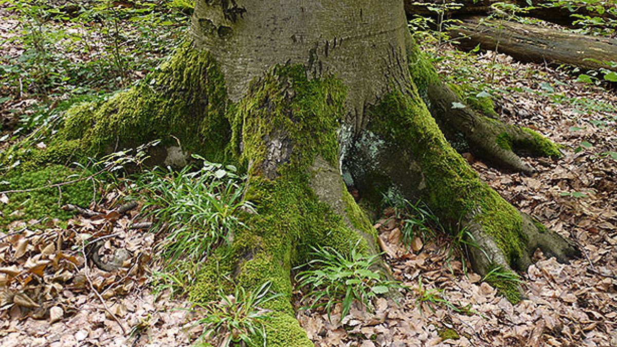 Baumwurzeln im Wald – Symbol für Abschied und Neubeginn